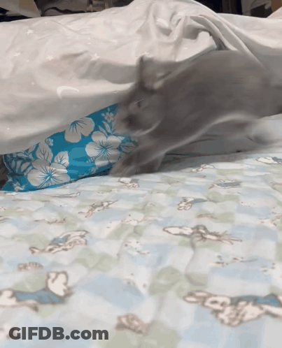 Cat Lying On Bed With Blue Pillow GIF