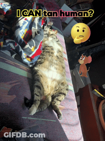 Cat Lying On Bed With I Can Tan Human GIF