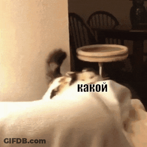 Cat Lying On Bed With Какой Written GIF