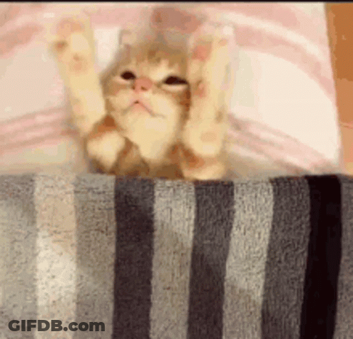 Cat Lying On Bed With Paws Up GIF