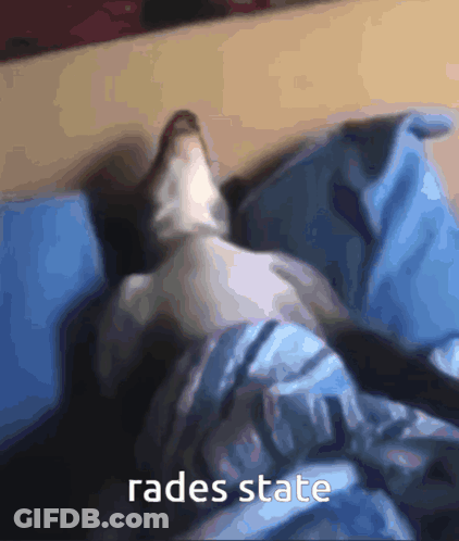 Cat Lying On Bed With Rades State GIF