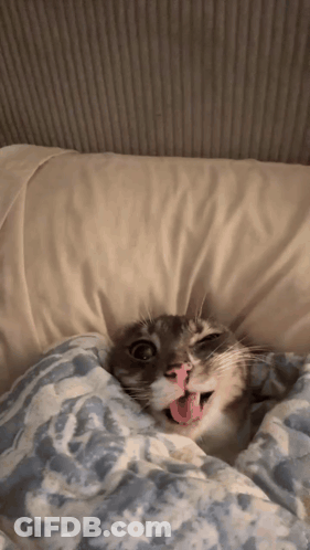 Cat Lying On Bed With Tongue Out GIF