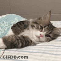 Cat Lying On Bed With Tongue Out GIF
