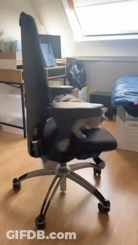 Cat Lying On Black Office Chair GIF