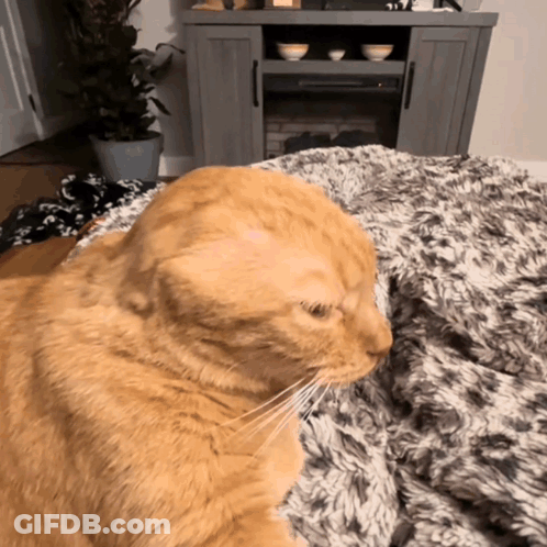Cat Lying On Blanket By Fireplace GIF