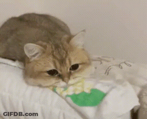 Cat Lying On Blanket Eating Green Object GIF