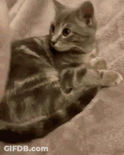 Cat Lying On Blanket Looking At Camera GIF