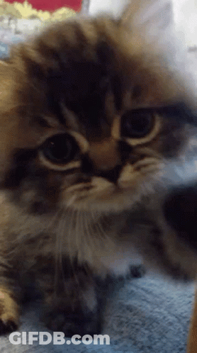 Cat Lying On Blanket Looking At Camera GIF