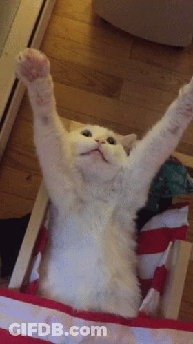 Cat Lying On Blanket Looking At Phone GIF
