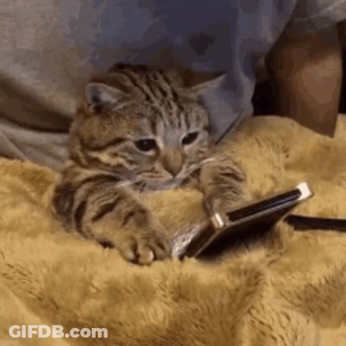 Cat Lying On Blanket Looking At Phone GIF