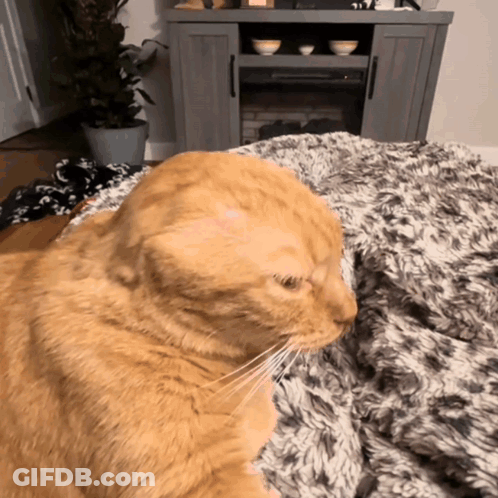Cat Lying On Blanket Near Fireplace GIF