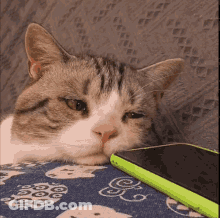 Cat Lying On Blanket Next To Green Phone GIF