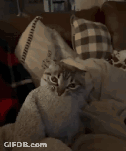Cat Lying On Blanket With Pillow Saying It's So On It GIF