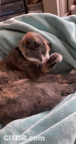Cat Lying On Blue Blanket GIF