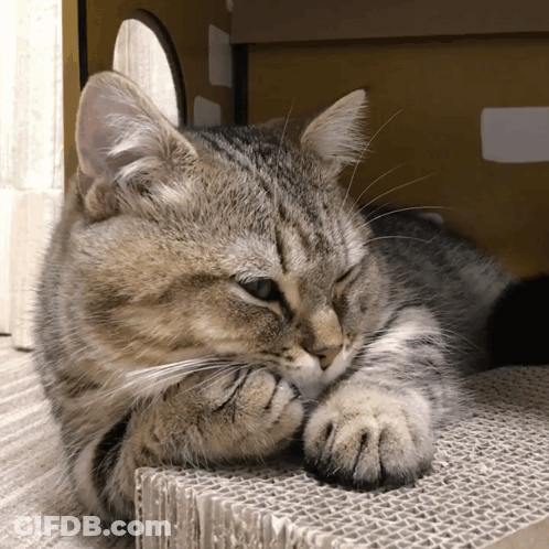 Cat Lying On Cardboard Box Covering Face GIF
