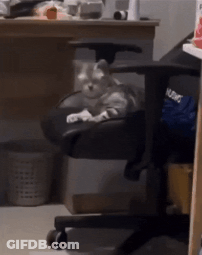 Cat Lying On Chair In Front Of Desk GIF