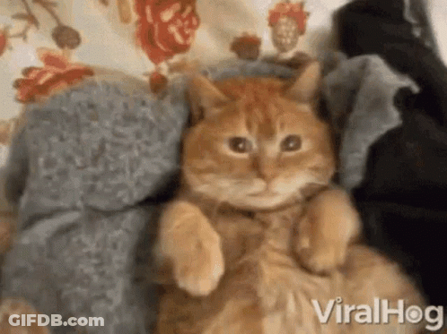 Cat Lying On Clothes GIF