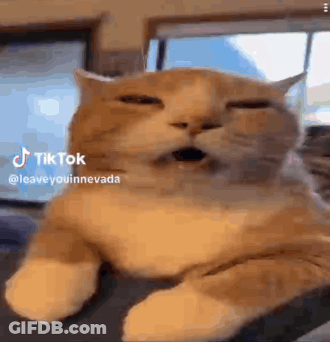 Cat Lying On Couch Eyes Closed Mouth Open GIF