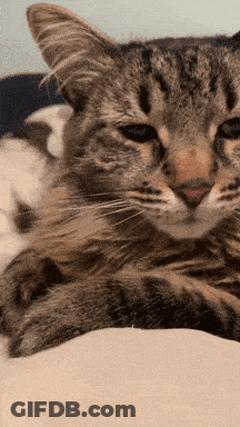 Cat Lying On Couch GIF