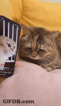 Cat Lying On Couch Next To Cell Phone GIF