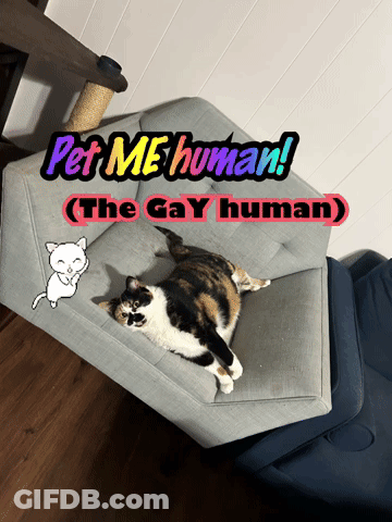 Cat Lying On Couch Pet Me Human GIF