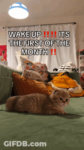 Cat Lying On Couch Wake Up First Of Month GIF