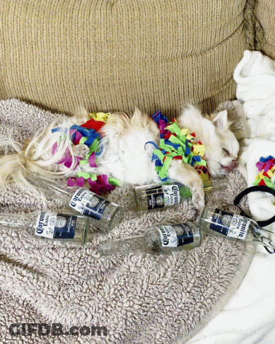 Cat Lying On Couch With Corona Bottles GIF