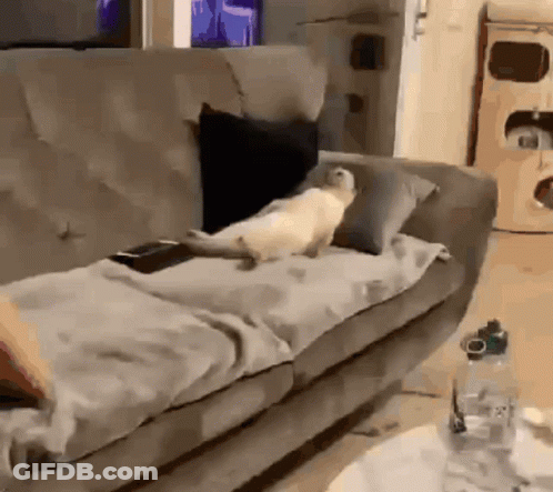 Cat Lying On Couch With Remote GIF