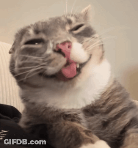 Cat Lying On Couch With Tongue Out GIF