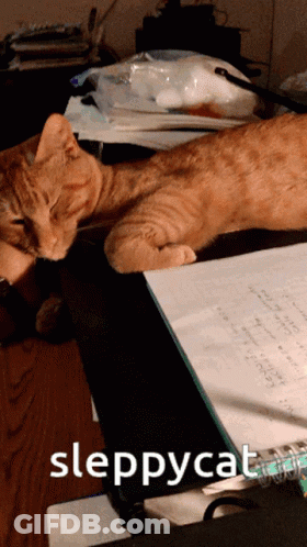 Cat Lying On Desk With Sleepycat GIF