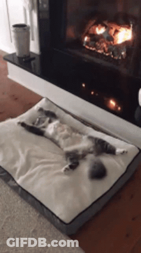 Cat Lying On Dog Bed In Front Of Fireplace GIF