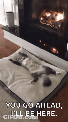 Cat Lying On Dog Bed Next To Fireplace GIF