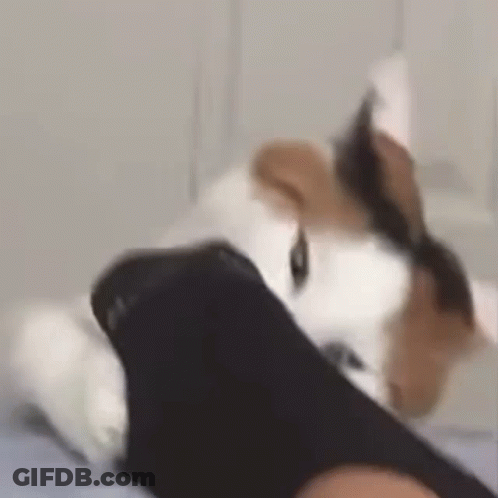 Cat Lying On Feet GIF