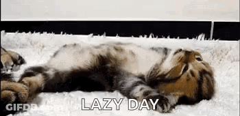 Cat Lying On Its Back On White Blanket GIF