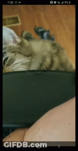 Cat Lying On Lap On Phone Screen GIF