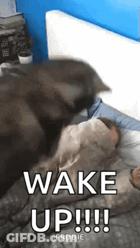 Cat Lying On Person In Bed GIF
