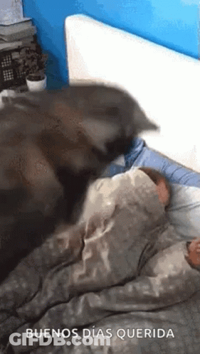 Cat Lying On Person's Head In Bed GIF