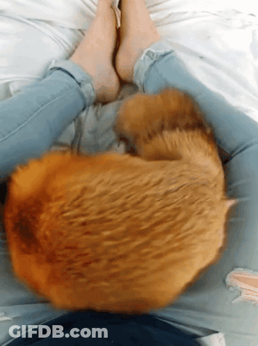 Cat Lying On Person's Lap GIF