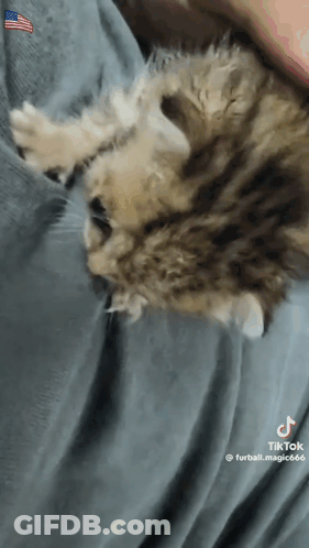Cat Lying On Person's Lap GIF