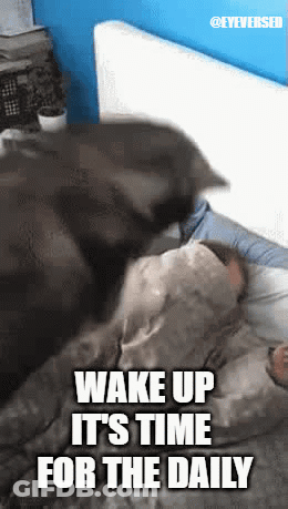 Cat Lying On Person Wake Up Time GIF
