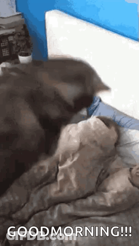 Cat Lying On Person With Blanket GIF