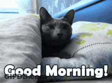 Cat Lying On Pillow Good Morning GIF