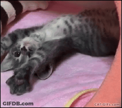 Cat Lying On Pink Blanket GIF