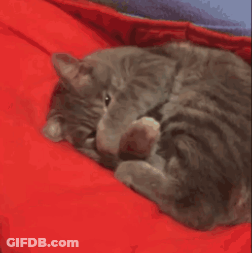 Cat Lying On Red Blanket Licking It GIF