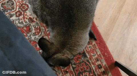 Cat Lying On Rug GIF