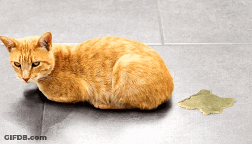 Cat Lying On Tiled Floor Next To Carpet GIF