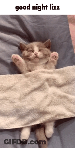 Cat Lying Under Blanket Good Night Liz GIF