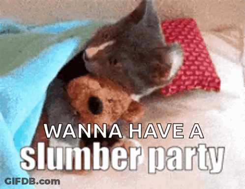 Cat Lying Under Blanket With Teddy Bear GIF