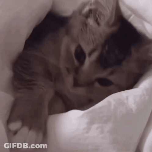 Cat Lying Under White Blanket GIF