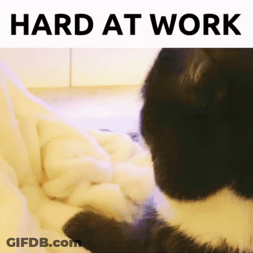 Cat Making Biscuits Hard At Work GIF